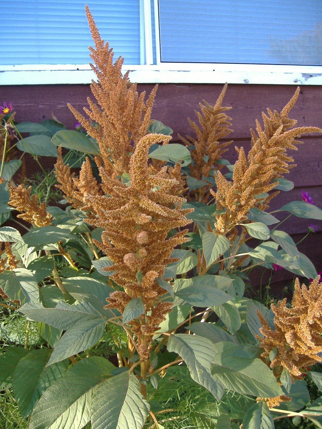 100 Pastel AUTUMNS TOUCH AMARANTHUS Cruentus Bronze Coral Apricot Flower Seeds