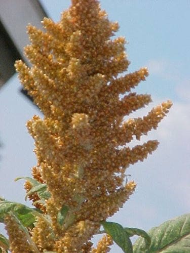 100 Pastel AUTUMNS TOUCH AMARANTHUS Cruentus Bronze Coral Apricot Flower Seeds