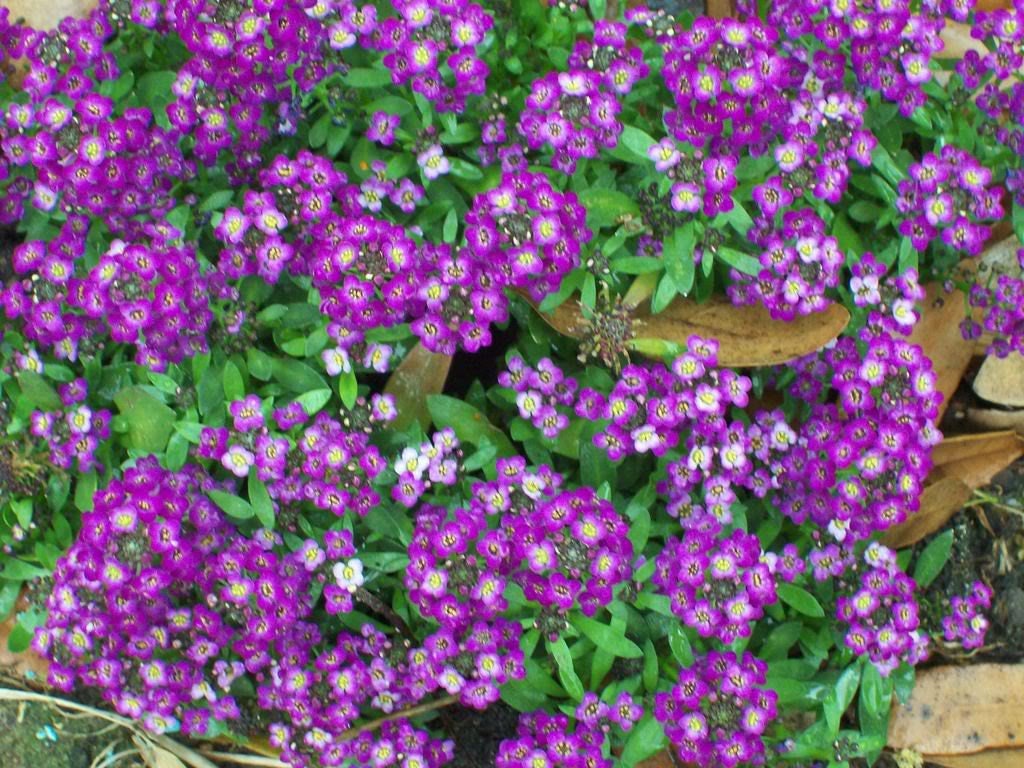 100 semillas de flor de lobularia marítima de color púrpura brillante de ALYSSUM EASTER BONNET