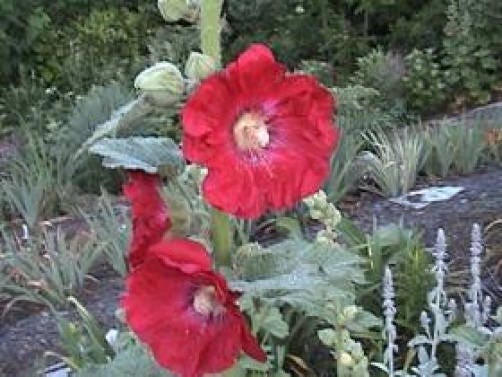 25 semillas de flores de malvarrosa roja oscura Alcea Rosea Perenne