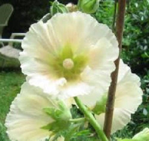 25 semillas de flores de malvarrosa blanca Alcea Rosea perenne