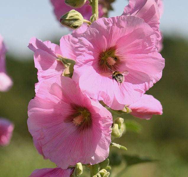 25 semillas de malvarrosa rosa pálido, alcea rosea clara, perenne