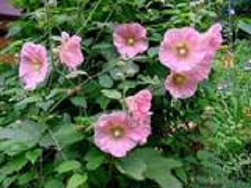 25 semillas de malvarrosa rosa pálido, alcea rosea clara, perenne