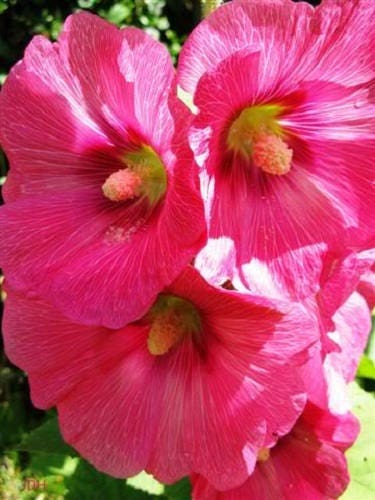 25 semillas de malvarrosa rosa brillante Alcea Rosea flor perenne