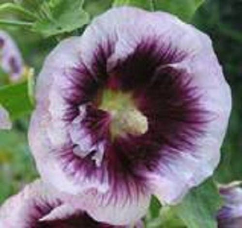 25 semillas de flores de malvarrosa lavanda y morada (Alcea Rosea)