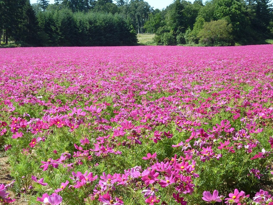 300 semillas de flores de Cosmos bipinnatus (COSMOS ROSADO ENANO)