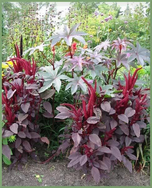 250 semillas de hierba de flor roja púrpura de PRINCES FEATHER AMARANTHUS Cruentus Oeschberg