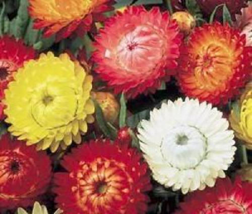 100 semillas de flores altas de Helichrysum Monstrosum de colores dobles MIXTOS