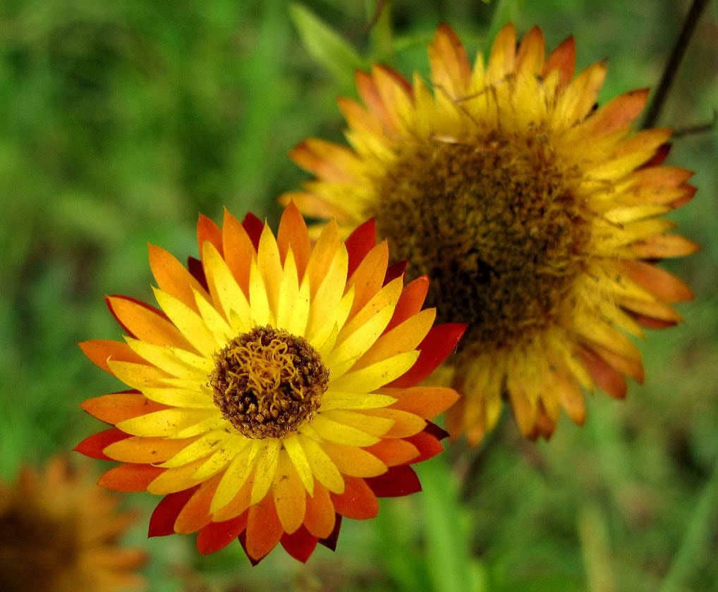 100 semillas de flores altas de Helichrysum Monstrosum de colores dobles MIXTOS