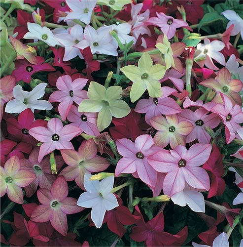 100 Heirloom MIXED COLORS NICOTIANA (Ornamental Flowering Tobacco) Nicotiana Alata Flower Seeds