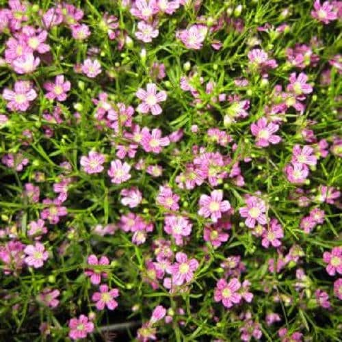 350 semillas de Gypsophila Elegans Baby's Breath (aliento de bebé rojo)