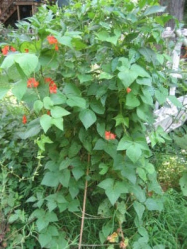 50 KENTUCKY WONDER Semillas de frijol de enrame Phaseolus Vulgaris