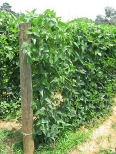 50 KENTUCKY WONDER Semillas de frijol de enrame Phaseolus Vulgaris