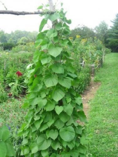 50 KENTUCKY WONDER Semillas de frijol de enrame Phaseolus Vulgaris
