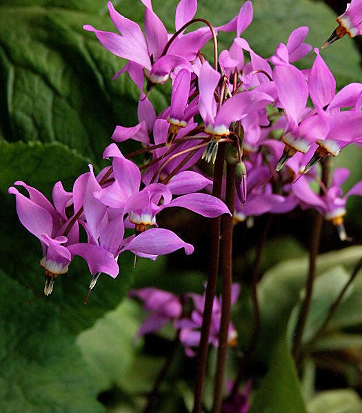 25 semillas de flor de Dodecatheon Meadia de MIDLAND SHOOTING STAR (Flor de flamenco / Pico de pájaro / Puntero de pradera)