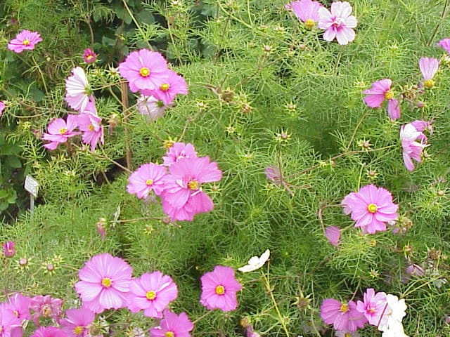 200 semillas de flores altas de cosmos rosa bipinnatus