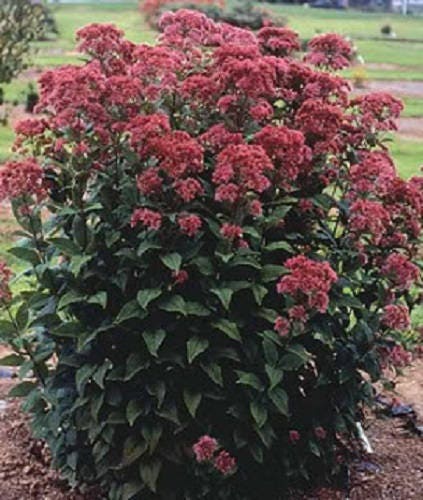 50 semillas de flores de Eupatorium Maculatum de Joe Pye Weed en colores variados