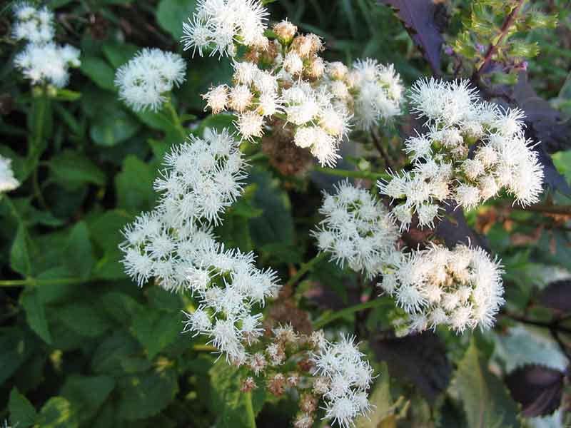 50 Mixed Colors JOE PYE WEED Eupatorium Maculatum Flower Seeds