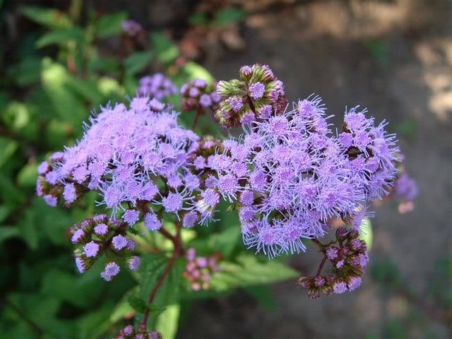 100 PURPLE MISTFLOWER (Hardy or Wild Ageratum) Eupatorium Coelestinum Blue Flower Seeds