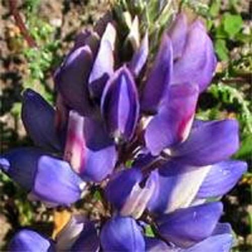 100 ARROYO LUPINE (Hollowleaf Lupine / Succulent Lupine) Lupinus Succulentus Flower Seeds