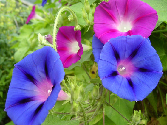 50 semillas de flores de vid de gloria de la mañana de colores mixtos Ipomoea purpurea
