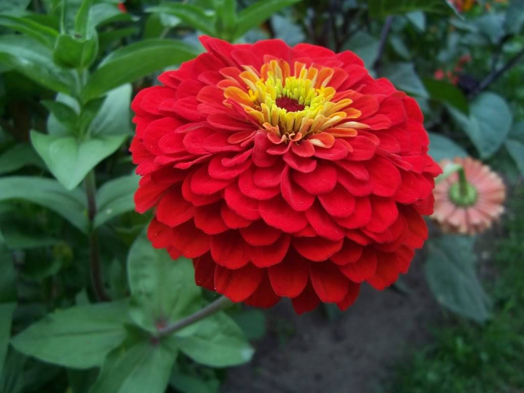 200 Mixed Colors ZINNIA POMPON Zinnia Elegans Flower Seeds