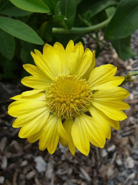 100 YELLOW GAILLARDIA (Blanket Flower / Indian Blanket) Gaillardia Aristata Flower Seeds