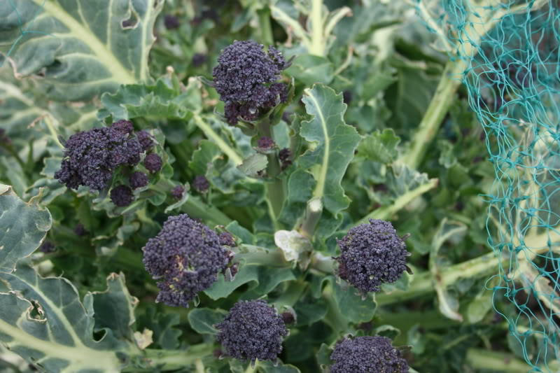 200 semillas de brócoli morado de Brassica oleracea