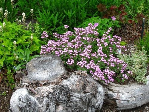 500 PINK ROCK SOAPWORT Saponaria Ocymoides Flower Seeds