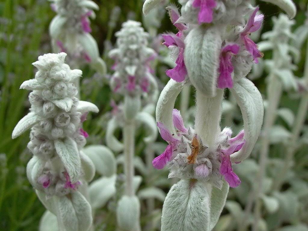 100 Wolly LAMBS EAR Stachys Byzantina Silvery Fuzzy Leaves Purple Flower Seeds