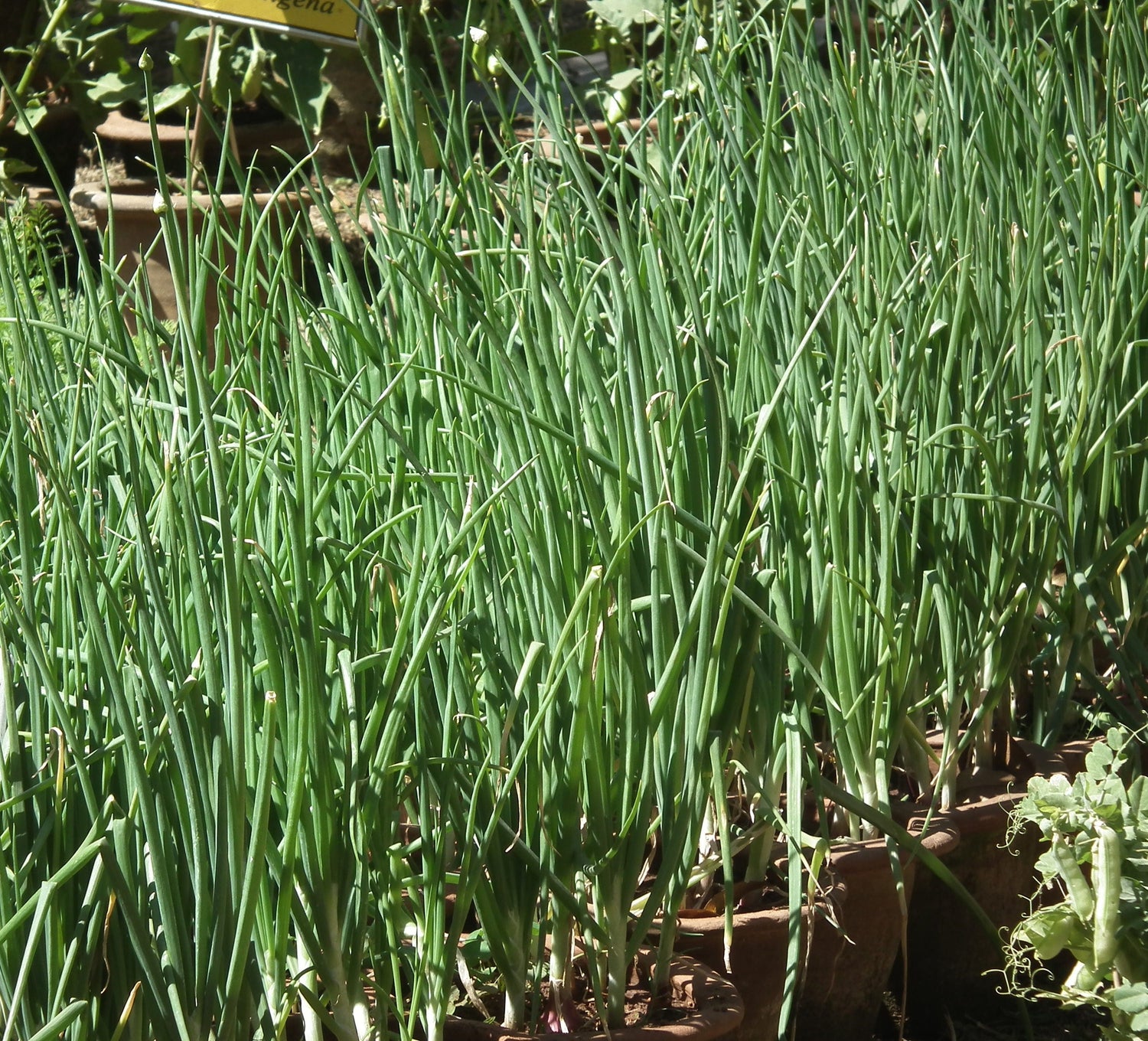 500 Sweet YELLOW SPANISH ONION Allium Cepa Vegetable Seeds