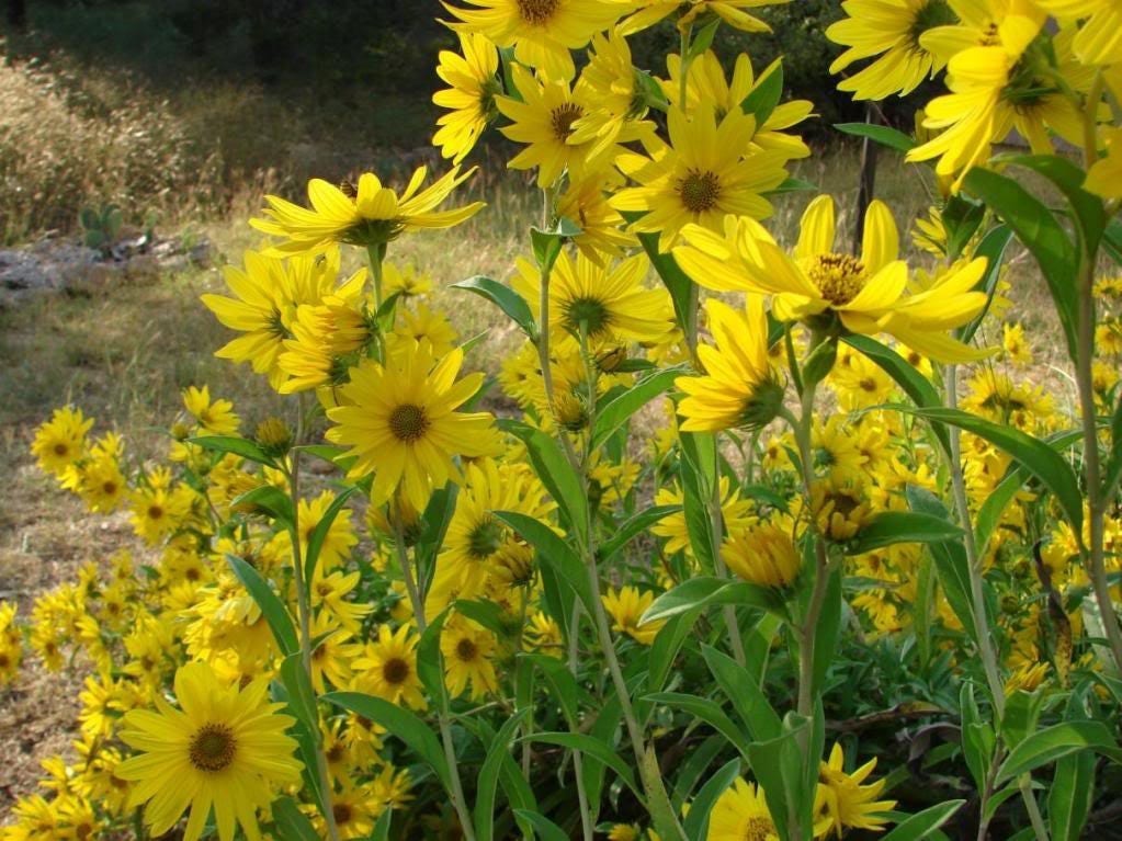 250 semillas de flores de girasol MAXIMILIAN (Prairie) Helianthus Maximiliani