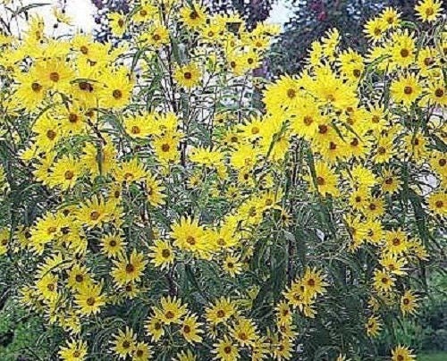 250 semillas de flores de girasol MAXIMILIAN (Prairie) Helianthus Maximiliani
