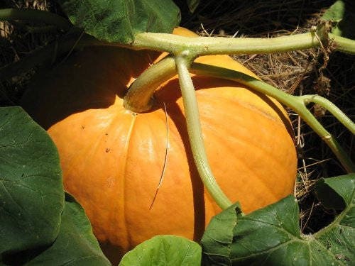 25 semillas de hortalizas Cucurbita Maxima BIG MAX PUMPKIN (¡Cultiva calabazas de 100 libras!)