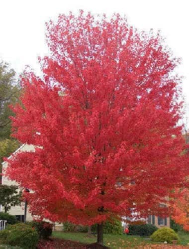 25 semillas de arce siberiano (Acer ginnala) - Follaje rojo otoñal