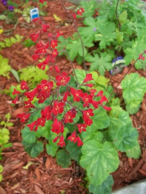 100 HEUCHERA FIREFLY Coral Bells Heuchera Sanguinea Red Flower Shade Seeds