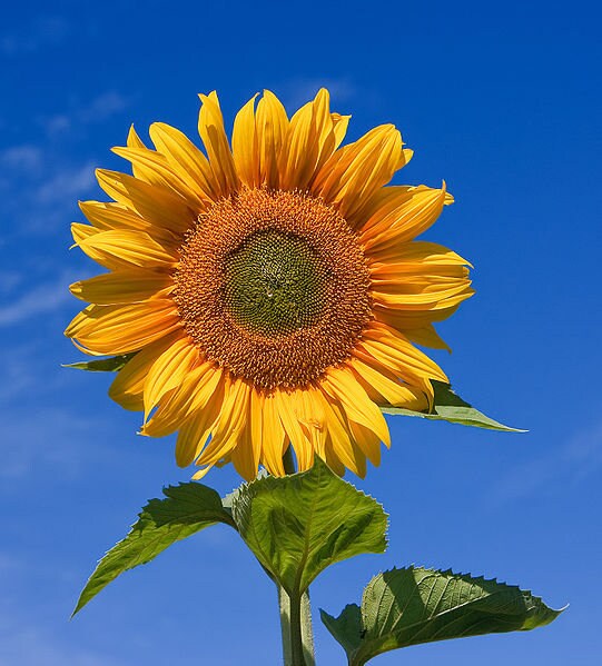50 HOPI COMMON SUNFLOWER Helianthus Annuus Flower Seeds