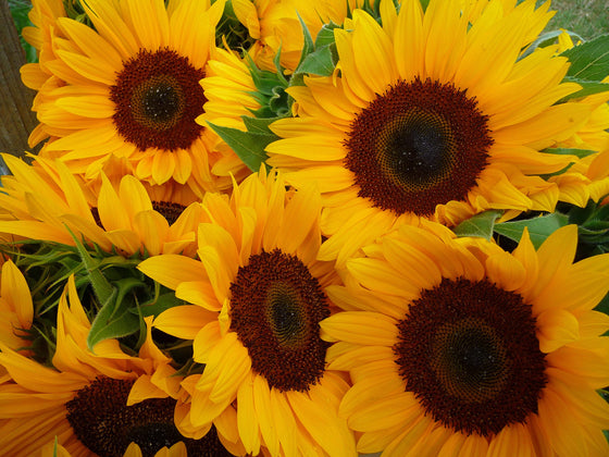 50 semillas de flores de girasol común hopi (Helianthus annuus)