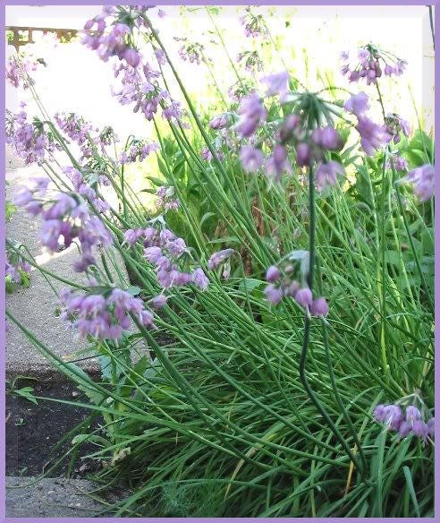 250 ALLIUM NODDING CEBOLLA Allium Cernuum Semillas de flores