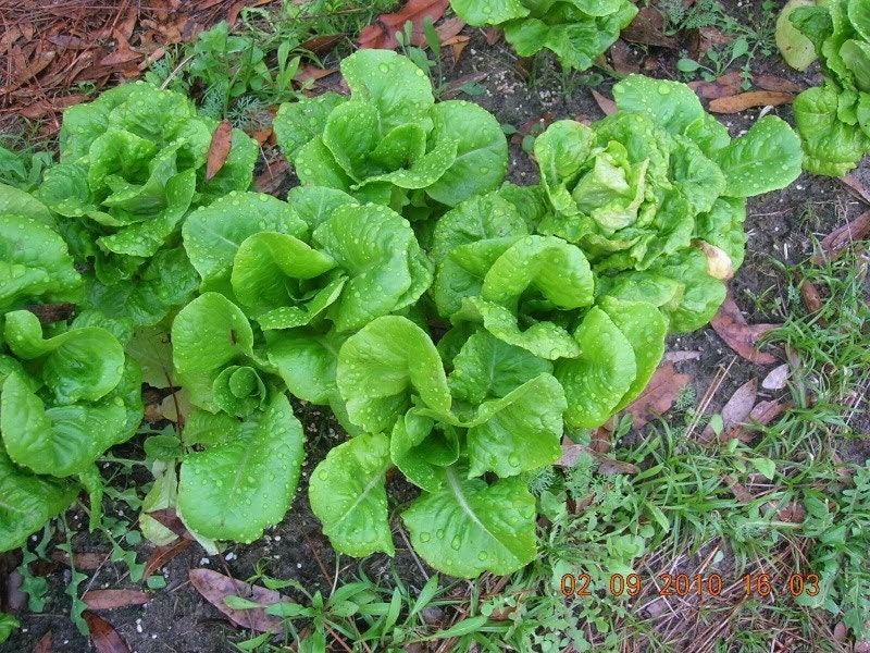 2000 LECHUGA BIBB (Lechuga caliza) Semillas de hortalizas Lactuca Sativa