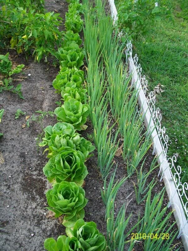 2000 LECHUGA BIBB (Lechuga caliza) Semillas de hortalizas Lactuca Sativa