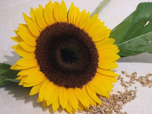 25 semillas de flores de girasol Helianthus annuus de color ébano y dorado