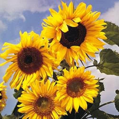 10 semillas tempranas de la flor del girasol ruso mamut Helianthus annuus