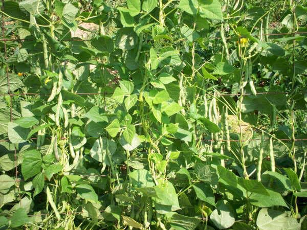 50 TENDERGREEN GREEN BEAN Phaseolus Vulgaris Vegetable Seeds