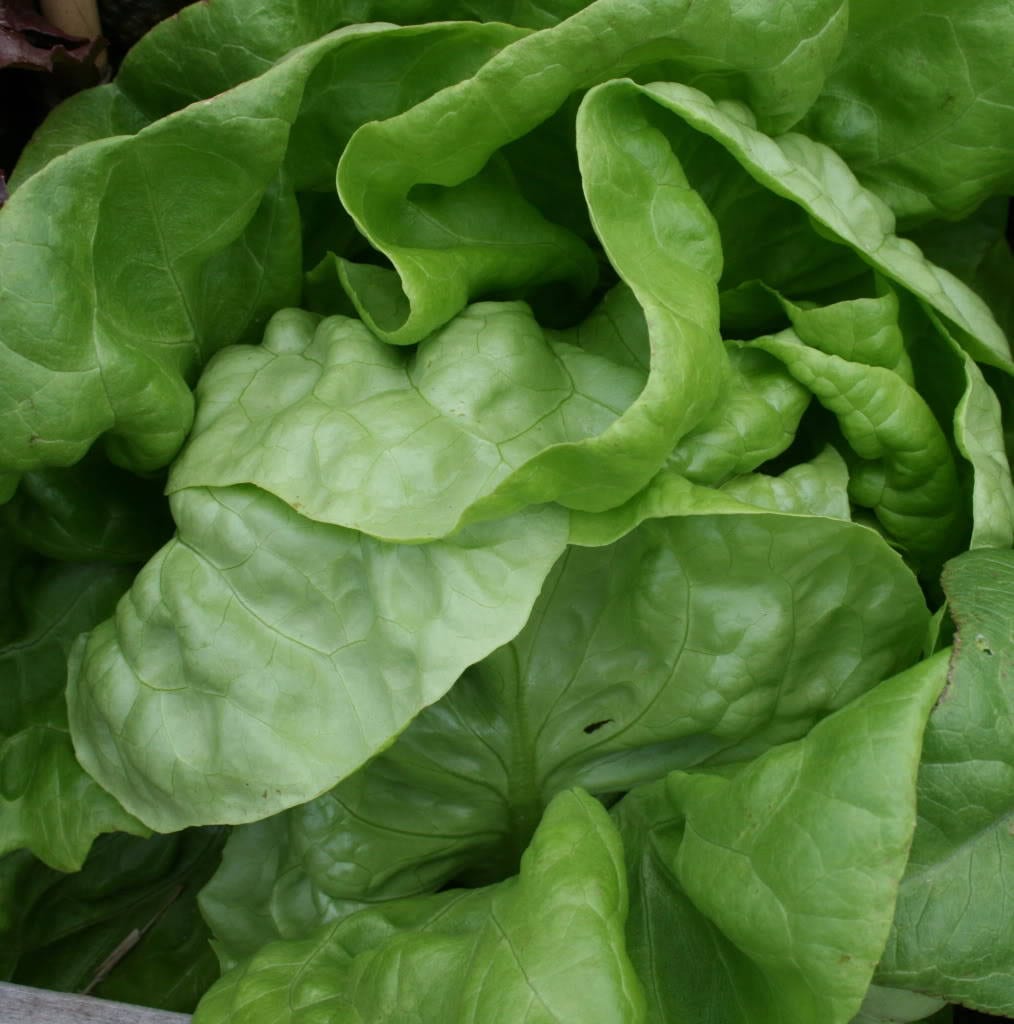 3000 Semillas de lechuga de hoja crujiente de mantequilla Lactuca Sativa