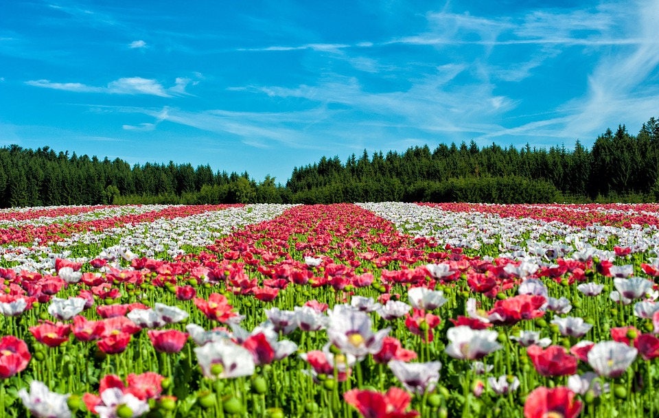 1000 Mixed Colors DOUBLE SHIRLEY POPPY Papaver Rhoeas Flower Seeds