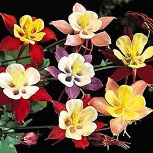 50 semillas de flores de Aquilegia vulgaris (Colombina gigante de McKana) de colores variados
