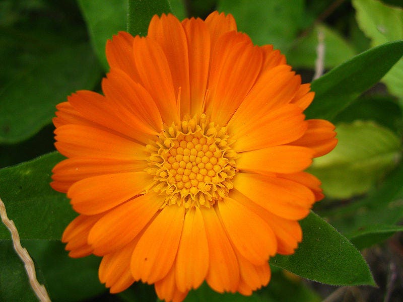 500 semillas de flores de Caléndula Officinalis en maceta de mezcla de colores surtidos