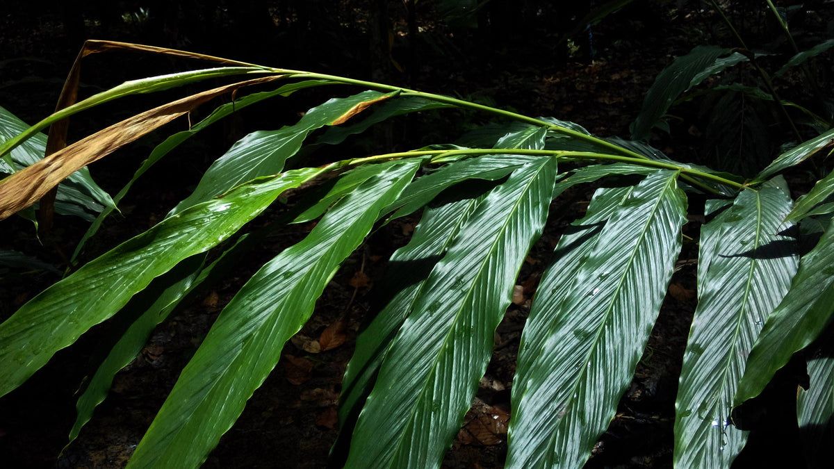 5 CARDAMON CARDAMOMO Elettaria Cardamomum HIERBA Flor Arbusto Árbol Semillas