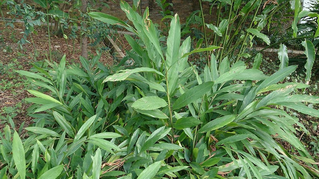 5 CARDAMON CARDAMOMO Elettaria Cardamomum HIERBA Flor Arbusto Árbol Semillas